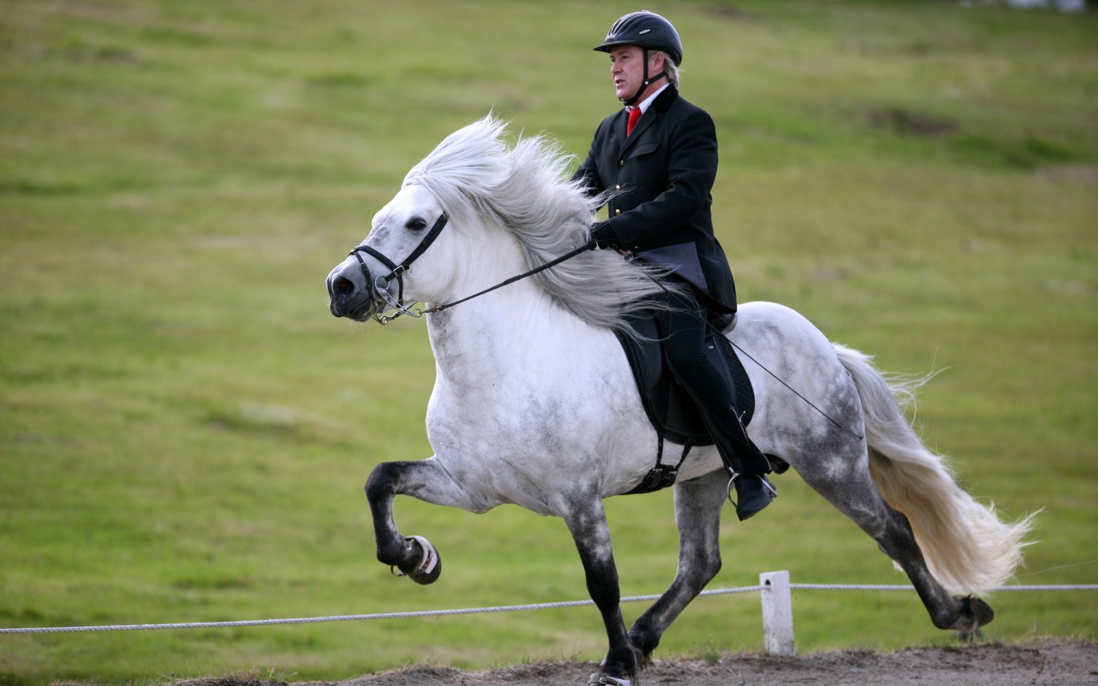 A horse in a smooth four-beat gait on open ground, rider seated still